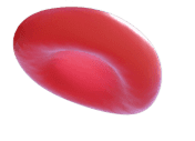 Red blood cell