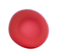 Red blood cell