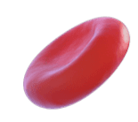 Red blood cell