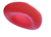 Red blood cell